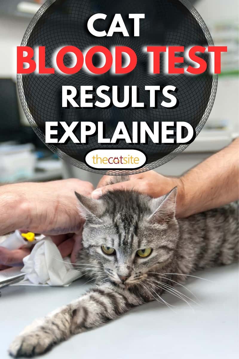 collection of blood from a vein in a cat in a veterinary clinic, Cat Blood Test Results Explained