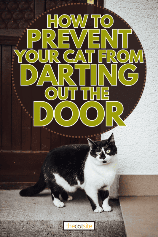 A vertical shot of a cute black and white cat playing with the wooden door,