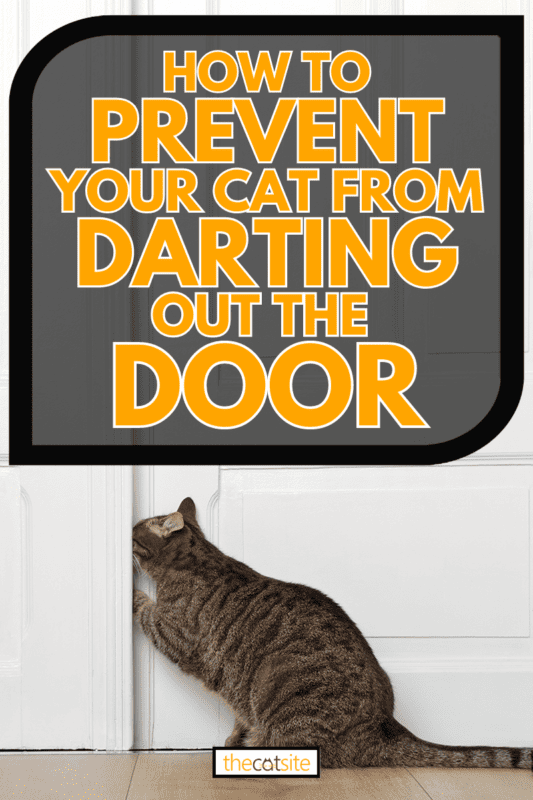 Big tabby cat opening a door inside a house with its paw, 