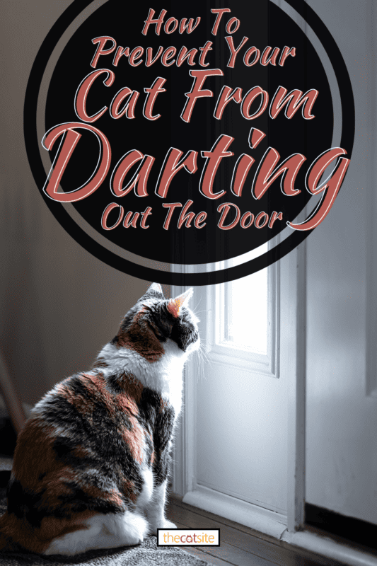 Cat looking through small front door window on porch, How To Prevent Your Cat From Darting Out The Door