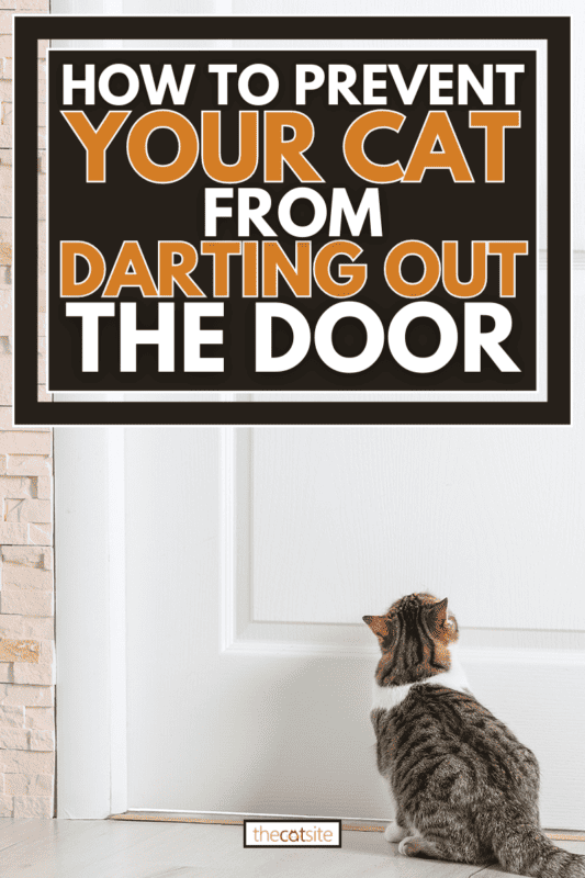 Cute funny cat near door at home, How To Prevent Your Cat From Darting Out The Door
