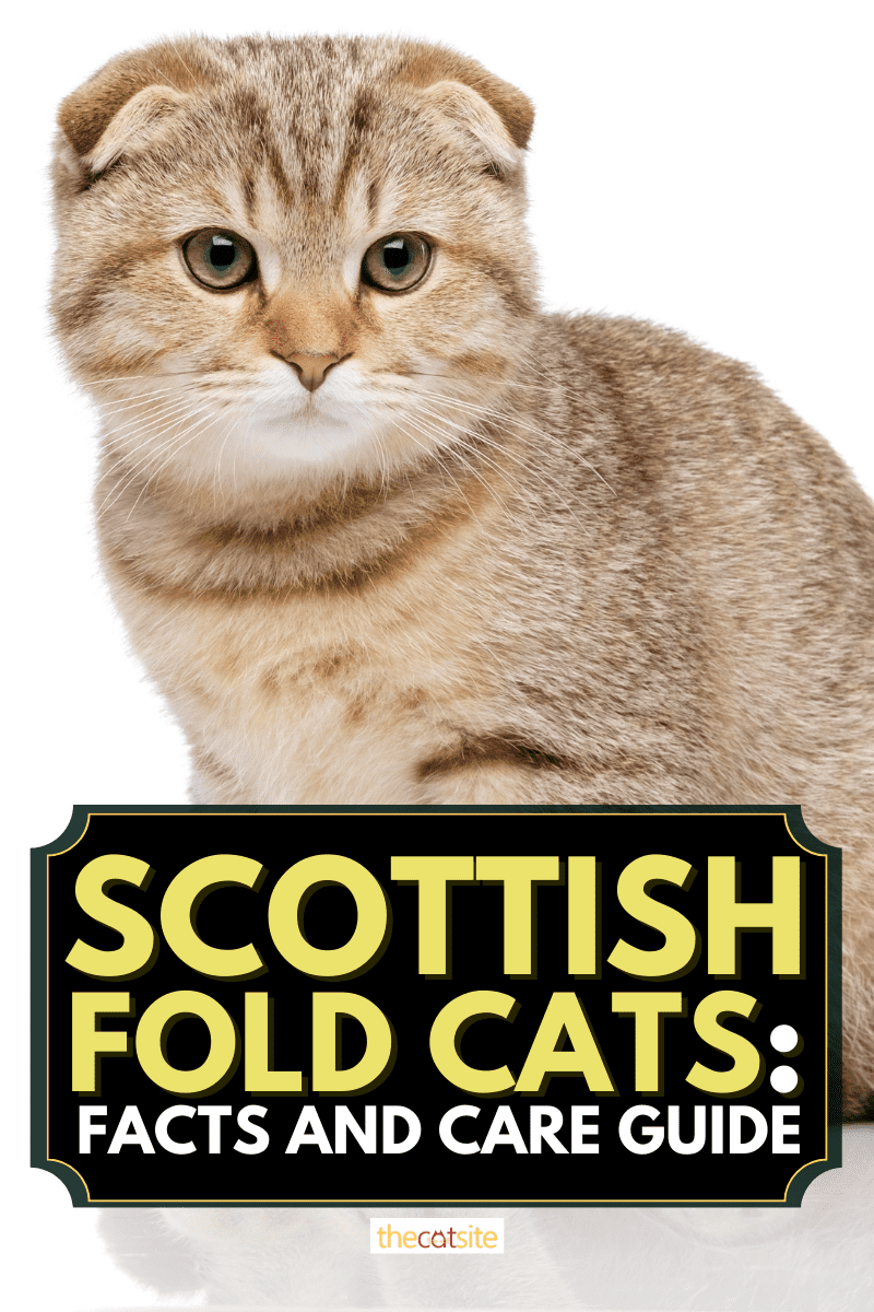 Scottish Fold Cats: Facts And Care Guide