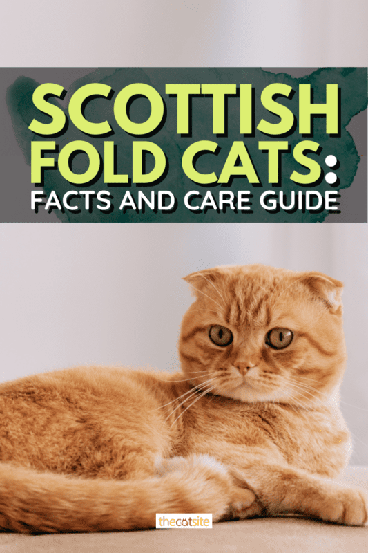 Scottish Fold Cats: Facts And Care Guide