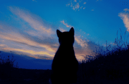 A cat silhouette with the background of a beautiful sunset