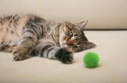 tabby cat laying while playing a green ball