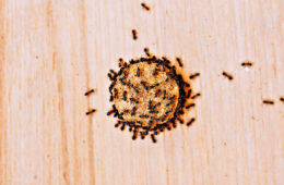 ants on a piece of food - for an article on how to keep ants out of cat food