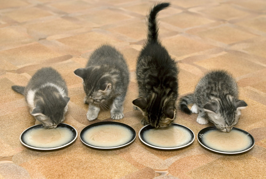 Weaning: How To Get Your Kittens To Eat 