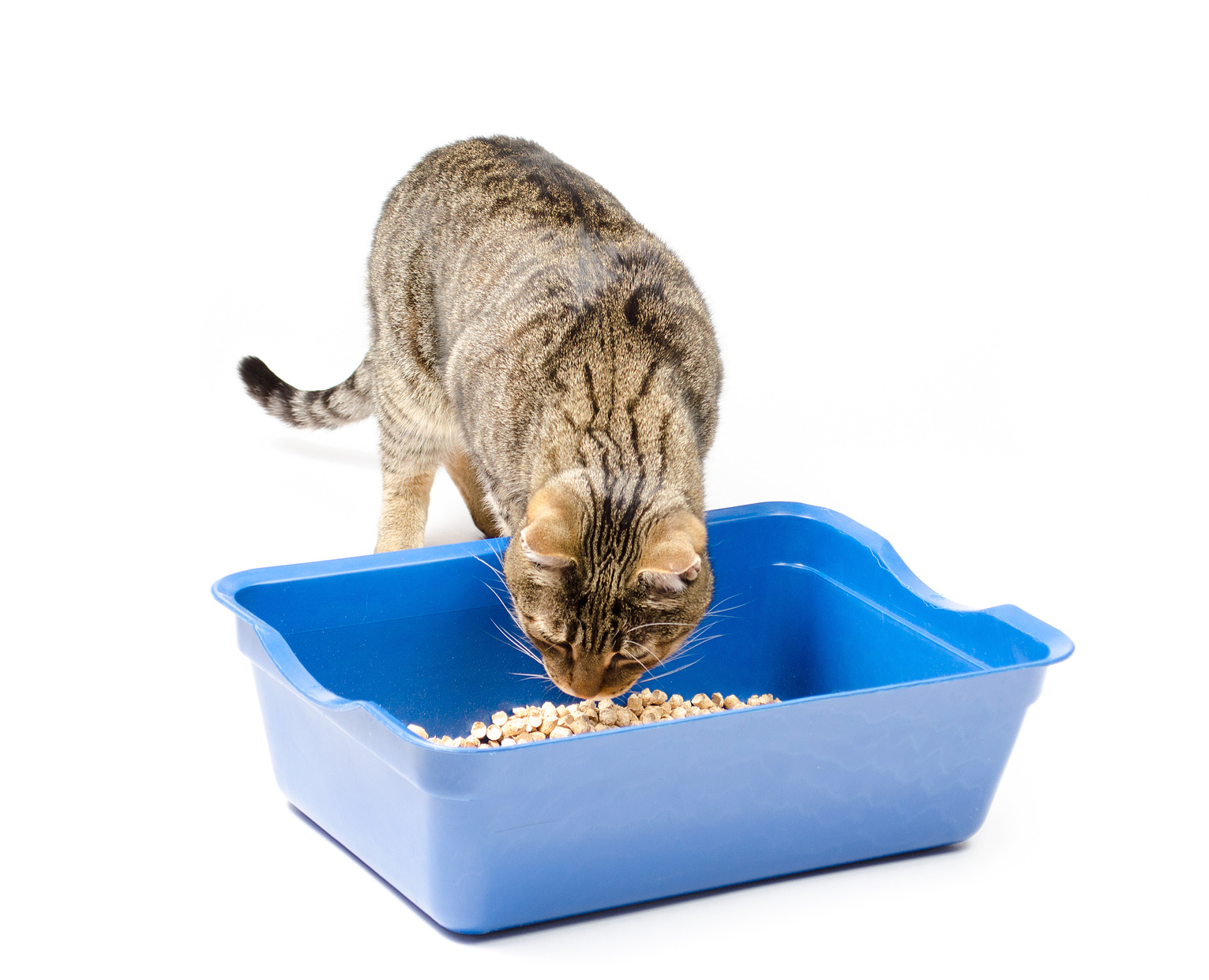 cat sniffing at litter box