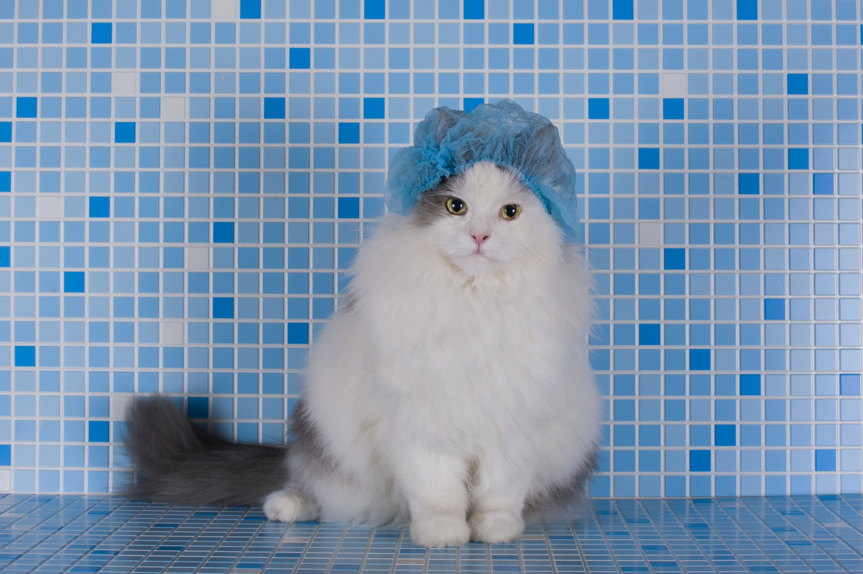 a photo of a cat in a shower cap for an article on how to safely bathe a cat