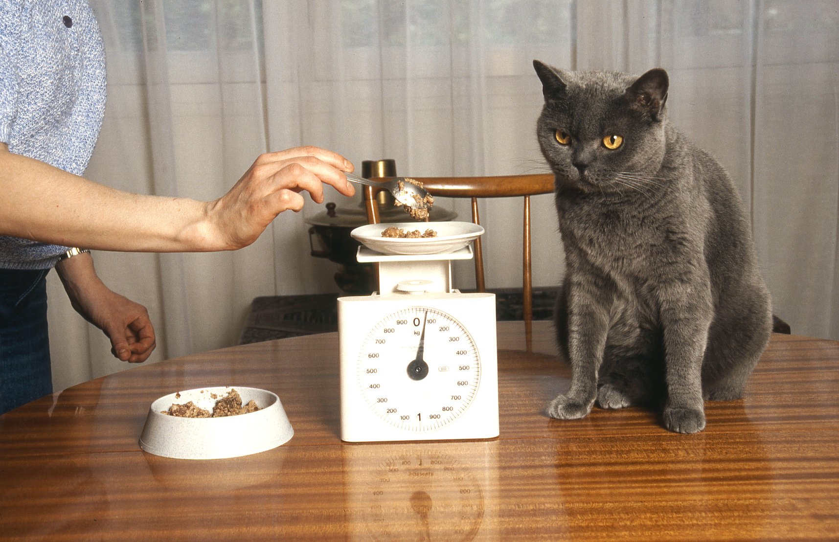 How Much Food Should I Feed My Cat? - TheCatSite Articles