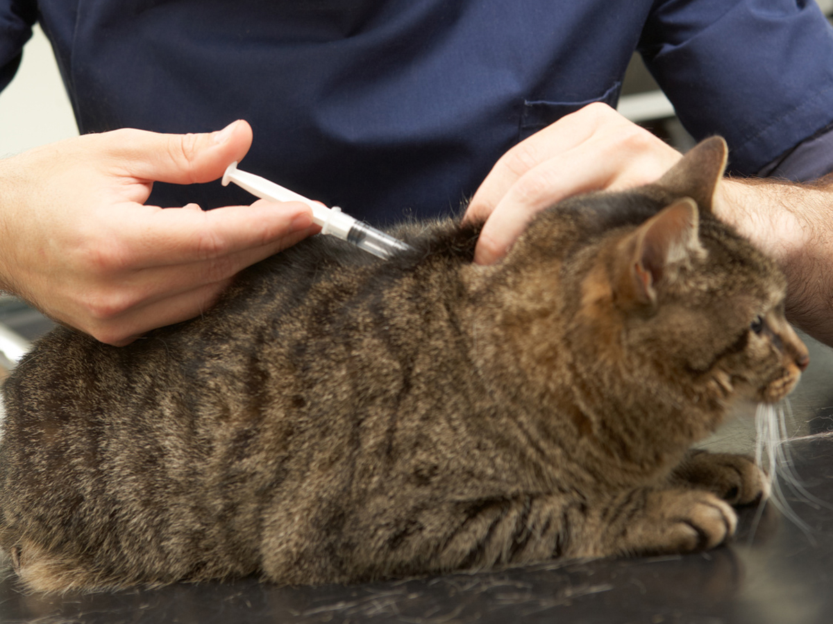 Do Indooronly Cats Need Rabies Shots? TheCatSite Articles