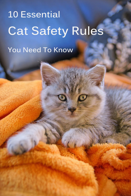 10 Essential Cat Safety Rules You Need To Know