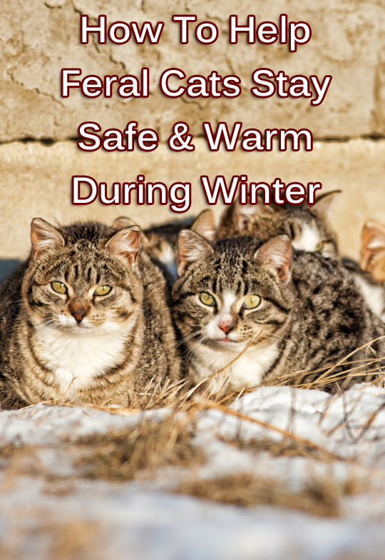 How To Help Feral Cats Stay Safe & Warm During Winter