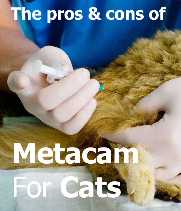 Metacam For Cats The Pros And Cons Of Meloxicam For Pain Relief