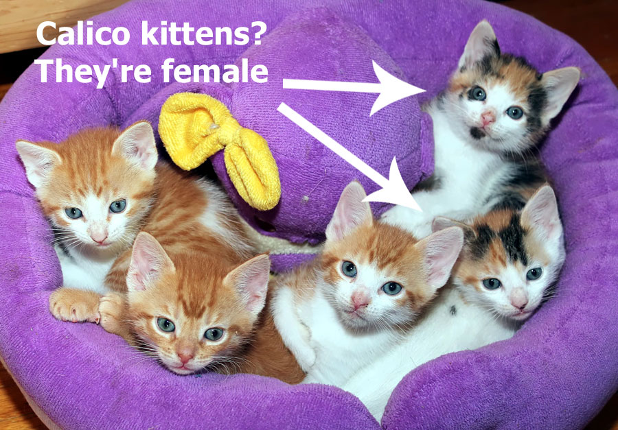 Calico Cats Guide Including A Quiz Thecatsite Articles