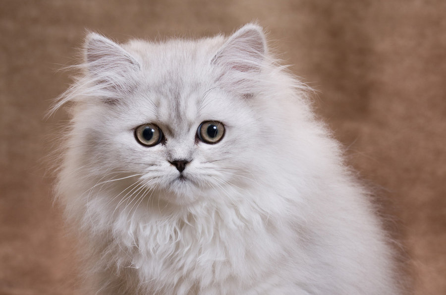 Persian Cat Breed Information and Photos | ThriftyFun