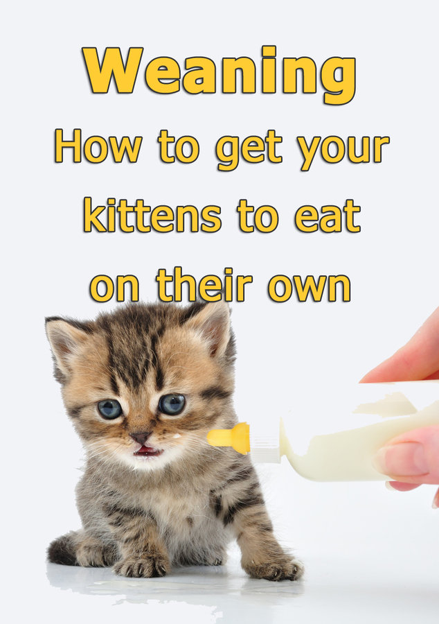 when to introduce food to kittens