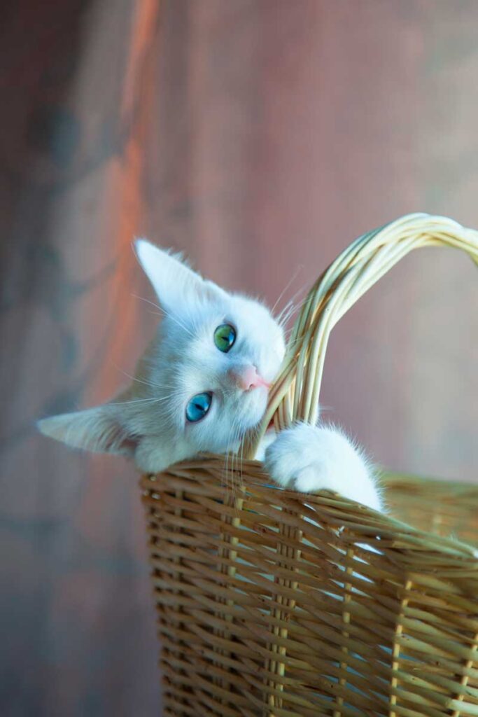 cat behavior problems - Cute white cat biting into basket possibly hungry