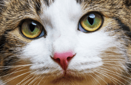 Close up of a cat highlighting the eyes