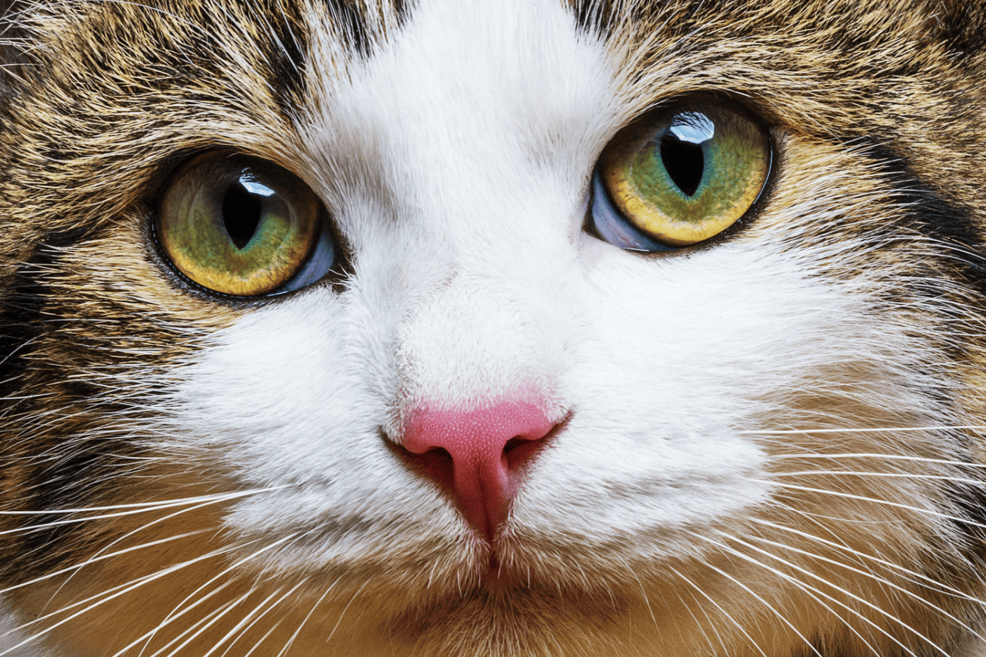 Close up of a cat highlighting the eyes