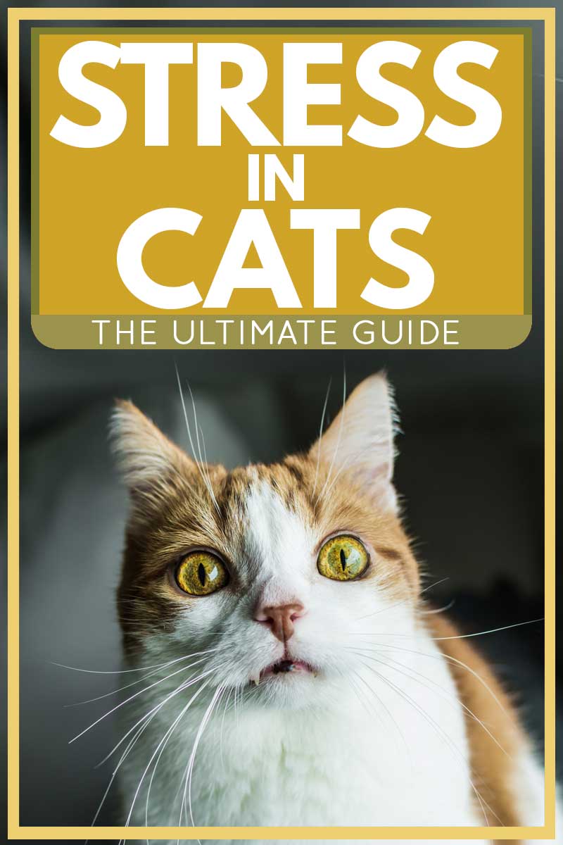 Stress in Cats The Ultimate Guide