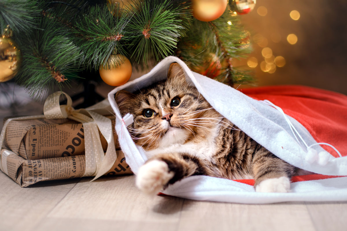 Cats and Christmas