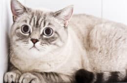 british shorthair cat looking scared and stressed sitting up against a wall with big eyes.
