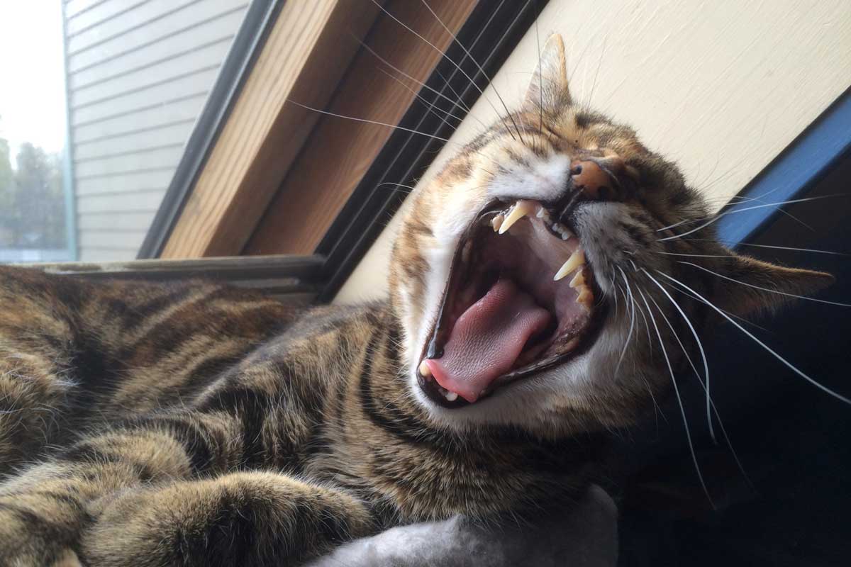 Cat yawns when sees owner