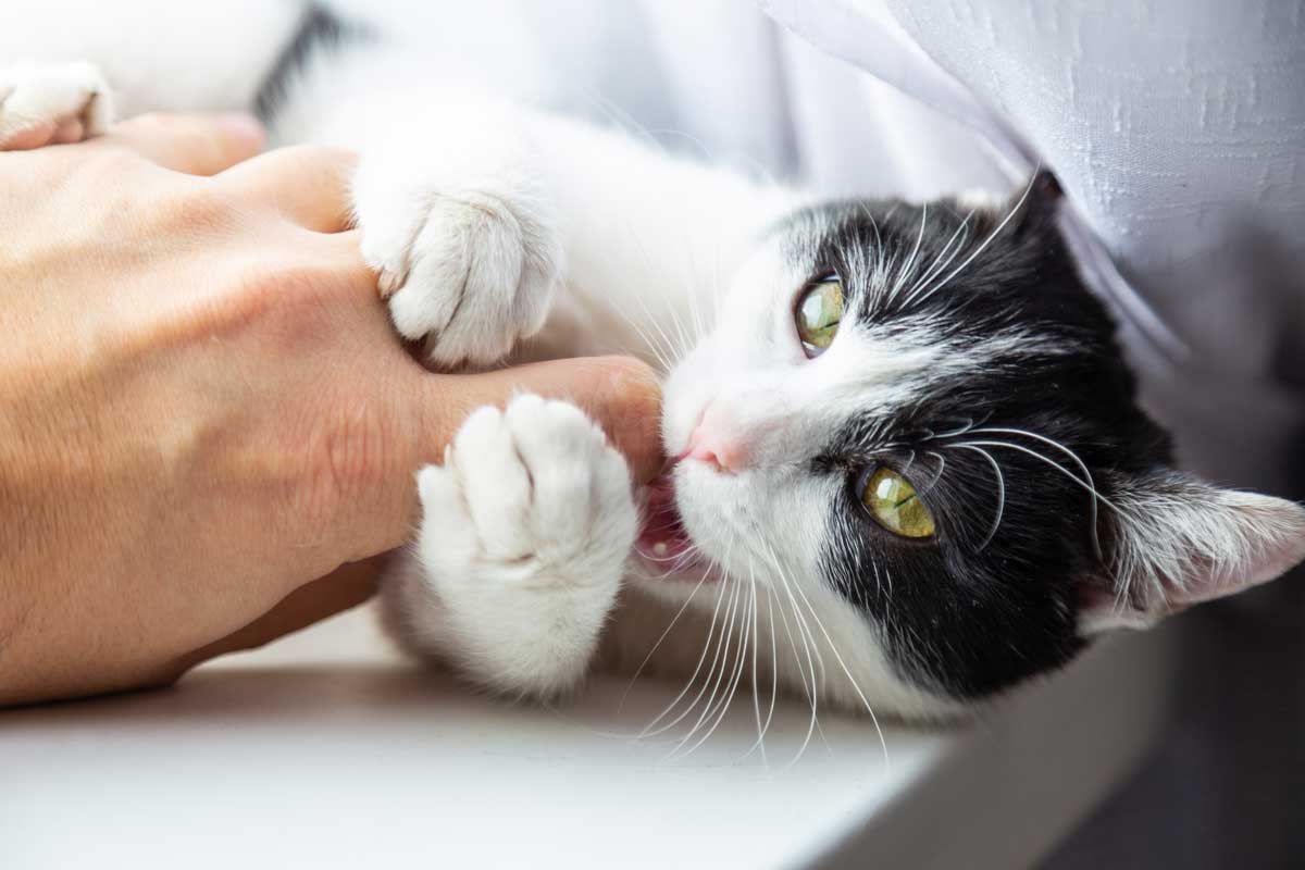 Cat giving love bites to humans fingers