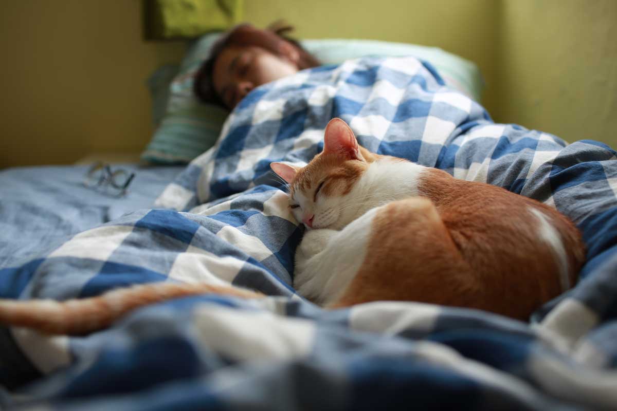 Human shares bed with cat