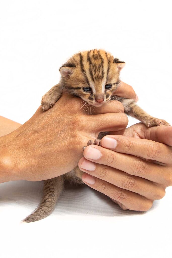 Bengal kitten in the hands of a breeder