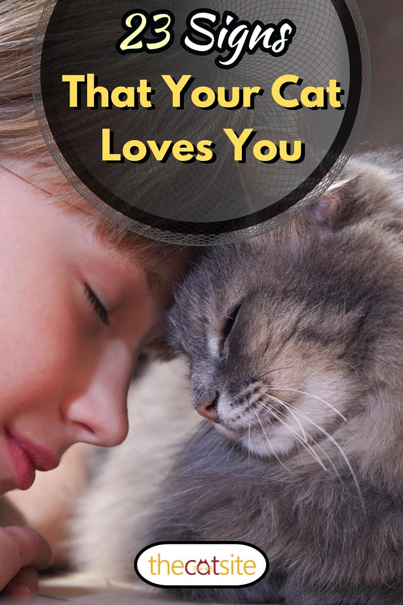 Cat and girl nose to nose. Tenderness, love, friendship. Sweet and loving picture of friendship and child cat, 23 Signs That Your Cat Loves You