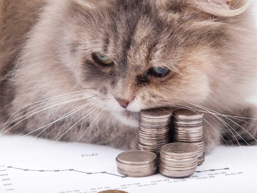 Cat and money