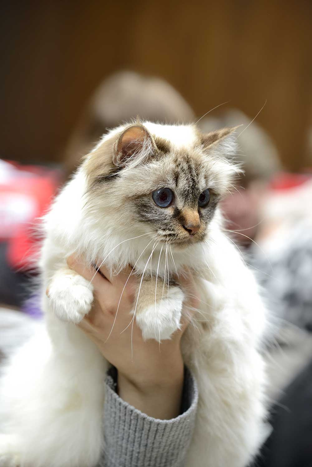 Cat registries organize cat shows and track feline ancestries