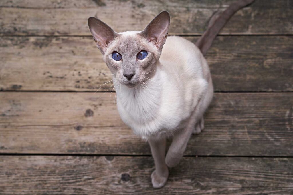 Modern Siamese cats are bred for a specific extreme look