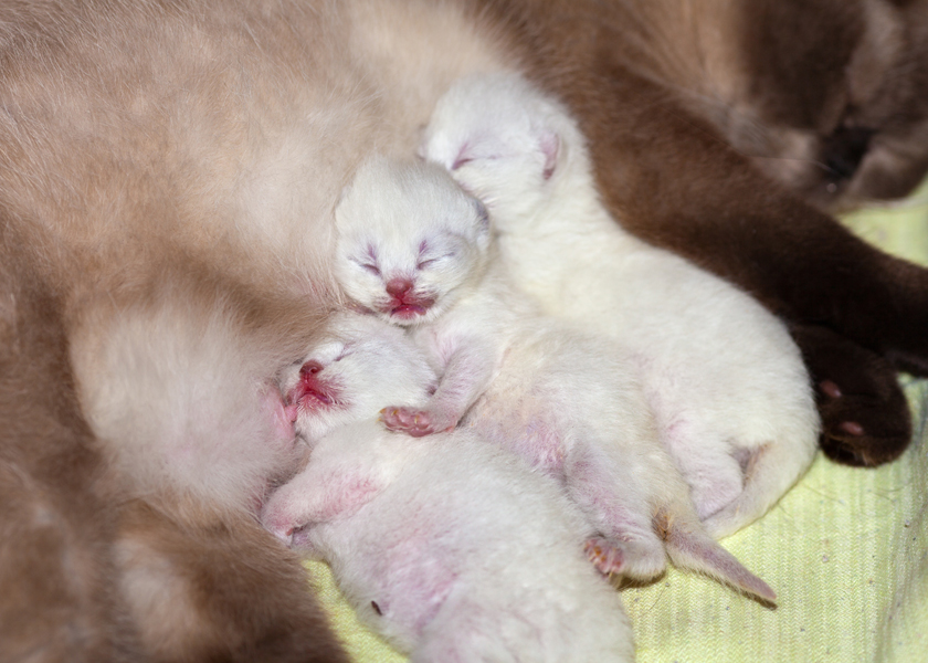 Newborn kittens sleeping after breastfeeding