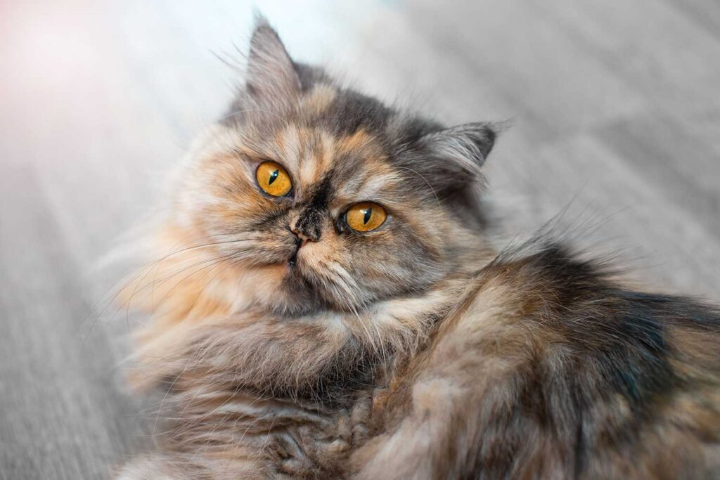 Persians are a naturally established cat breed