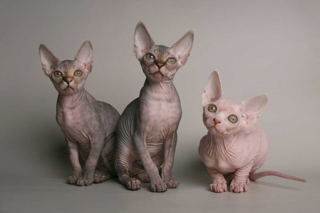 Sphynx cats were bred from a random genetic mutation