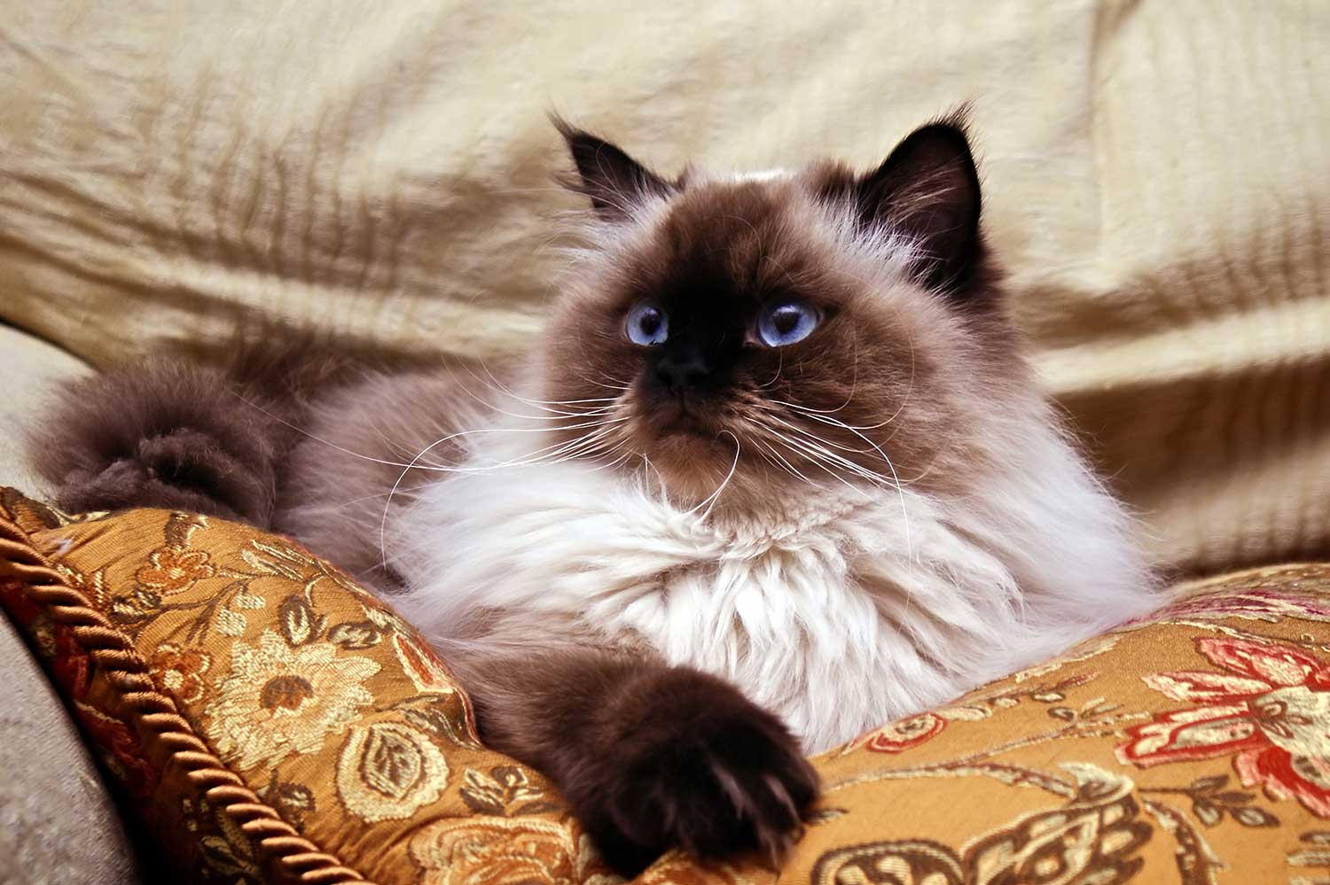 The Himalayan cat breed was developed by crossing Persian and Siamese cats