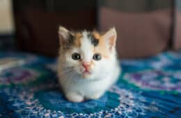 A calico kitten is looking at the camera. People think about how old is my kitten often