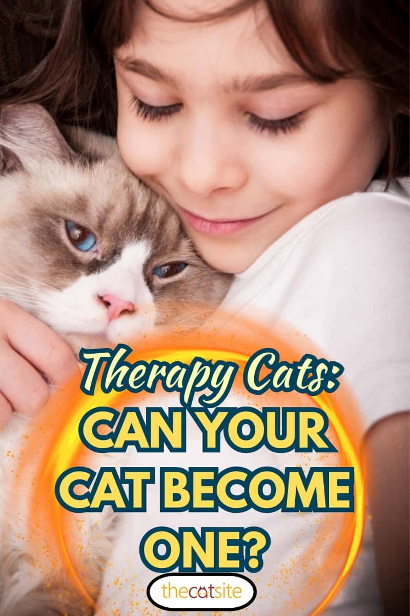 Autistic girl with her Siberian cat - Pet therapy, Therapy Cats: Can Your Cat Become One?