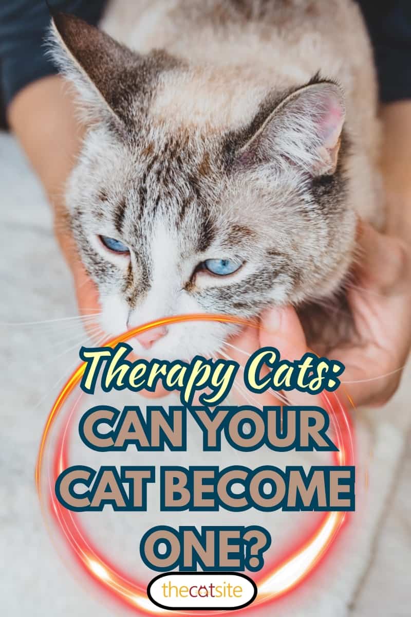 Massage movements with your fingertips around the cat's chin and neck