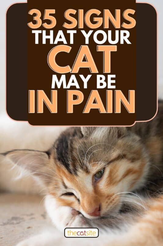 Portrait of a tricolor kitten lying on the floor, 35 Signs That Your Cat May Be In Pain