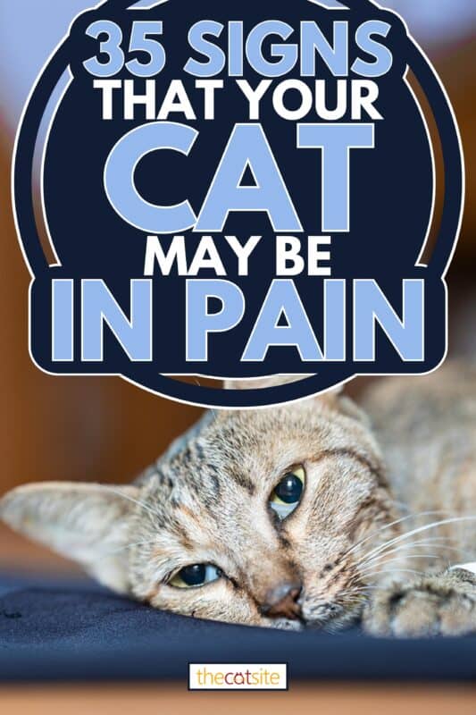 The sick cat lay weakly on the blue cloth, 35 Signs That Your Cat May Be In Pain