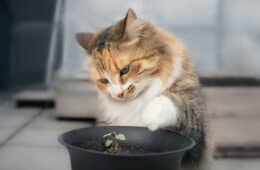 Cat with catmint plant, outside. A long hair female kitty is sitting behind a catnip seedling, with raised paw in motion. Concept for how to protect young catnip plants from cats. Selective focus.
