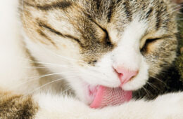 Beautiful motley cat cleaning herself with her pink tongue, Why Do Cats Clean Themselves After They Eat