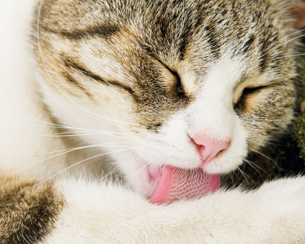 Beautiful motley cat cleaning herself with her pink tongue, Why Do Cats Clean Themselves After They Eat