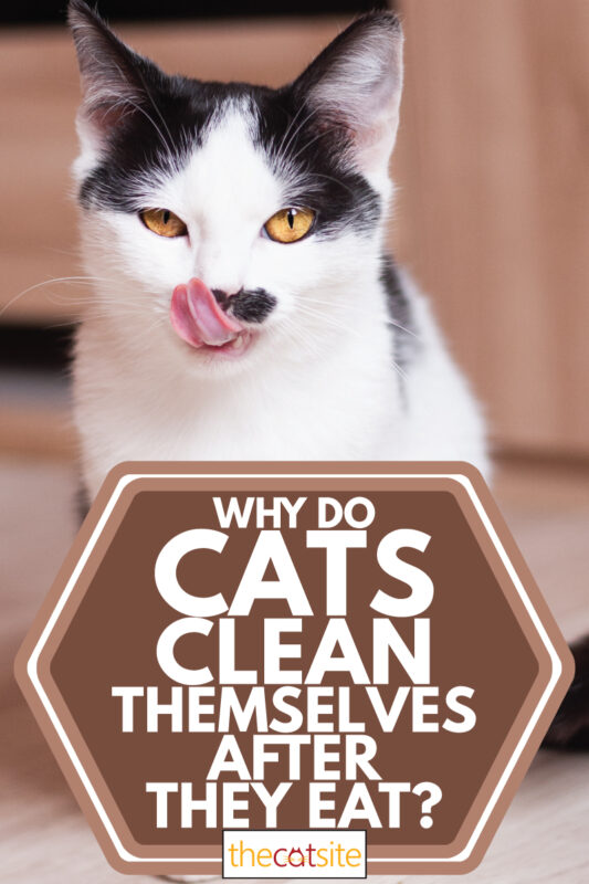 cats clean themselves after they eat - Cute adult black and white cat licking itself after eating, why do cats clean themselves after they eat