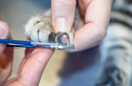 Trim back claws European Shorthair cat nail cutting by a veterinary nurse