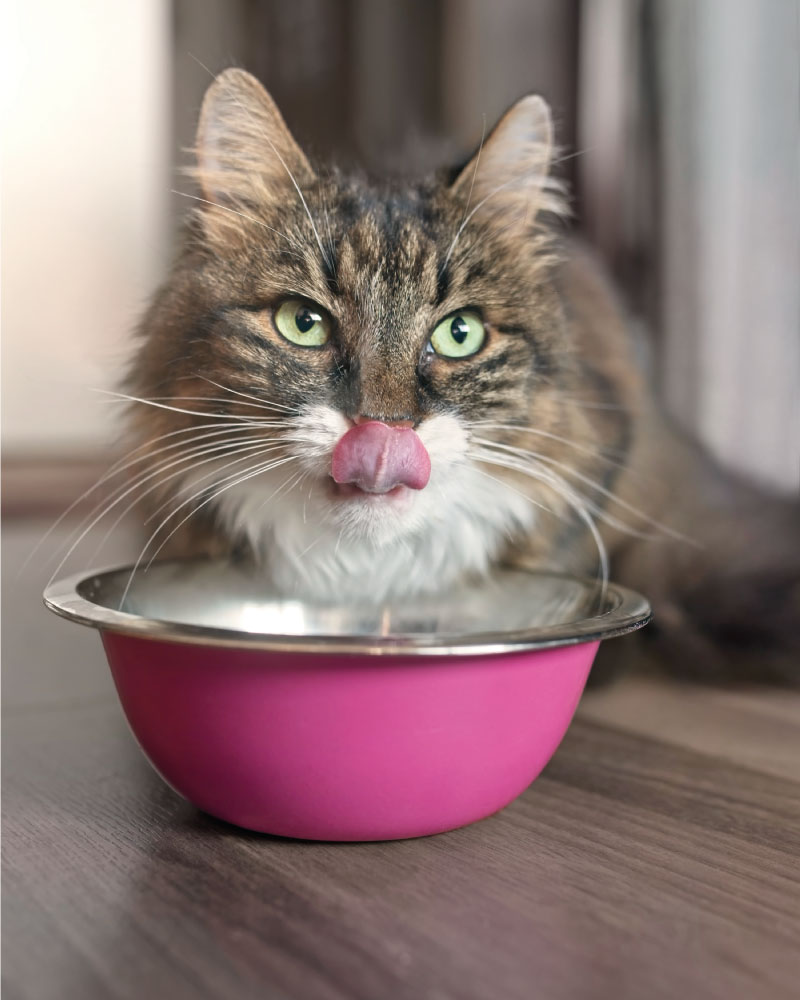 Funny tabby tat sitting next to a food bowl, placed on the floor and sticking out tongue